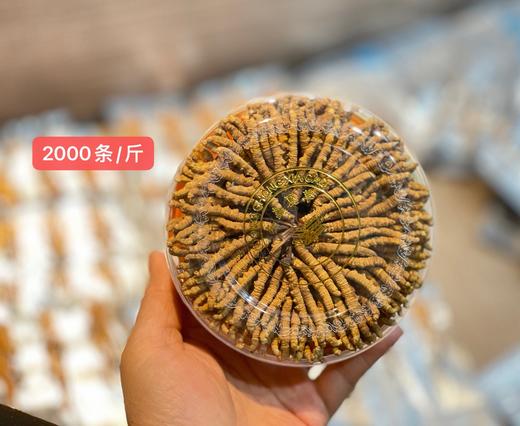 那曲冬虫夏草 干货冬虫草送礼佳品50克 商品图1