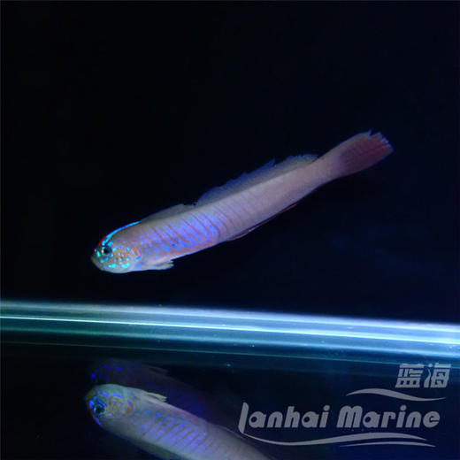 蓝剃刀虾虎 商品图4