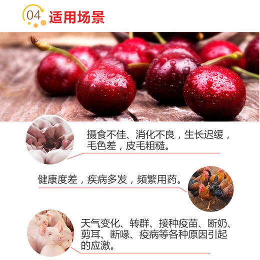 【善维】巨龙动保善维复合氨基酸维生素1公斤 商品图2