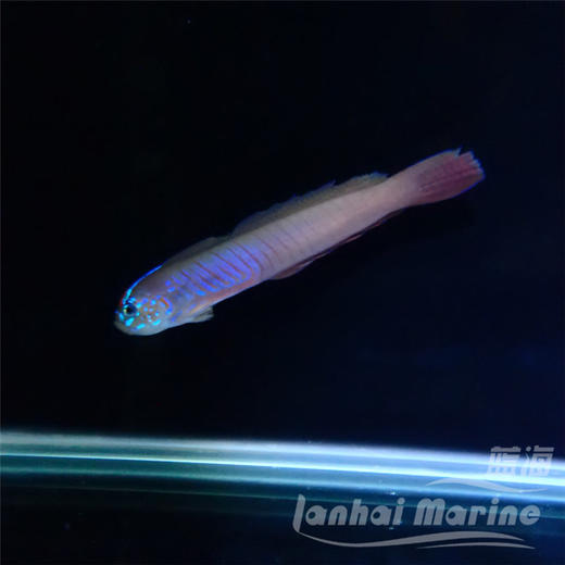 蓝剃刀虾虎 商品图5