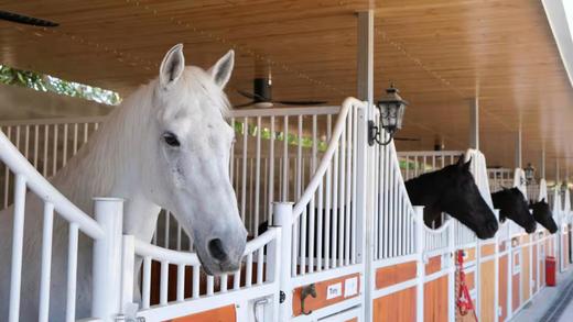 童禧派对空间·英式马术 商品图1