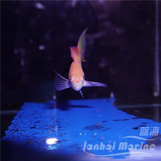 紫罗兰 商品图5