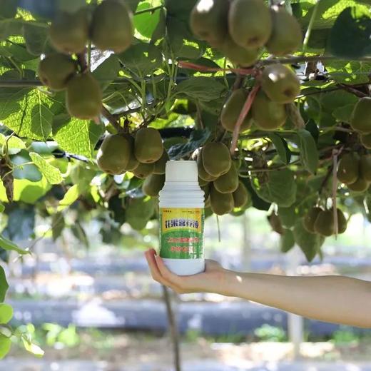 中国农业的芯片--杨氏猕猴桃， 水果之王， 只有新西兰金果可一比高下 商品图5