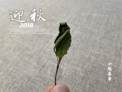 6年陈散白茶2018迎秋，竹香清新，药香沉郁（60克） 商品图5