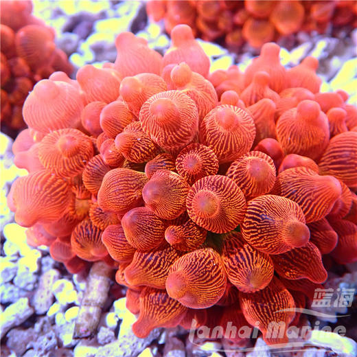 红奶嘴海葵-艳红 商品图1