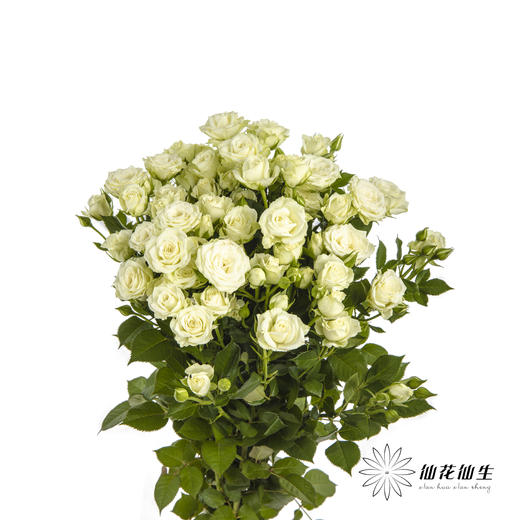 多头玫瑰 | 繁星 商品图6