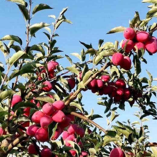 新疆伊犁香妃海棠果 3.5斤装 商品图10
