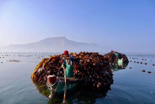 有机海带 40米深海自然成长的有机海带嫩芽和出口日本的深海海带 礼盒装 包邮 |百里食 商品图11