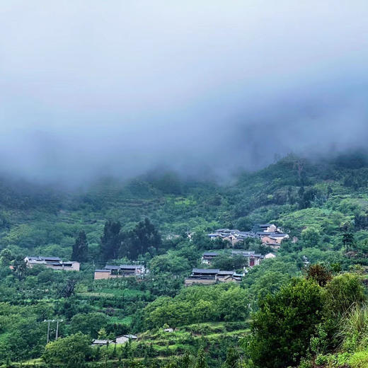 【古树蜂糖梨】大理宾川秘境2500米深山200-300年以上树龄 / 果大皮薄无渣核小/ 汁多清甜 果肉细腻 蜜香浓郁/现摘现发 顺丰包邮 商品图8