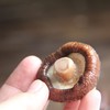 东北小香菇 200g/袋 商品缩略图4