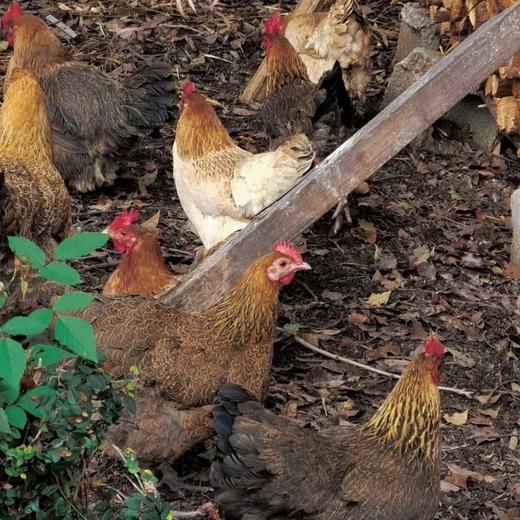 土鸡【预售一周后发货】云南山地散养2岁老母鸡2.3-2.6斤装 商品图5