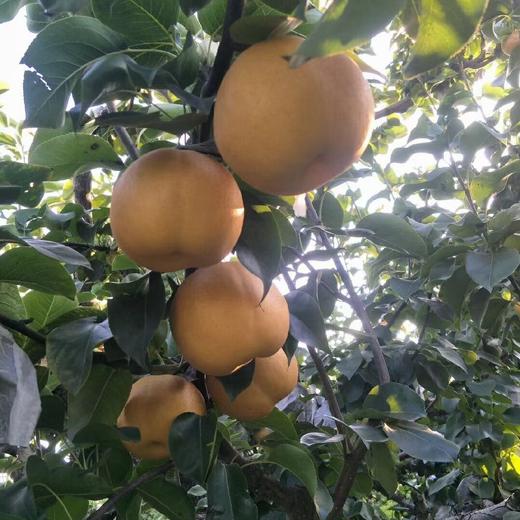 正宗山东秋月梨 肉脆多汁   4.5-7斤装 商品图14