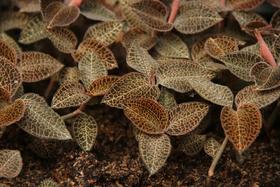  一棵仙草的前世今生：金线莲 