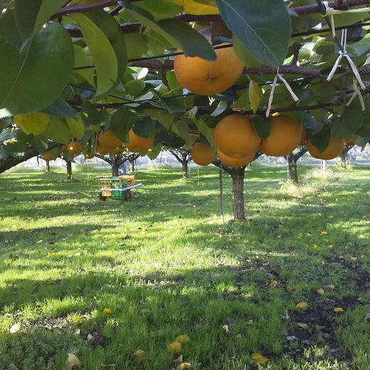 冰糖秋月梨（个头越大，品质越好），无药残生态种植，水分足，甜度高，脆甜无渣，果肉细腻。简易包装，韵达快递包邮（部分省份除外） 商品图4