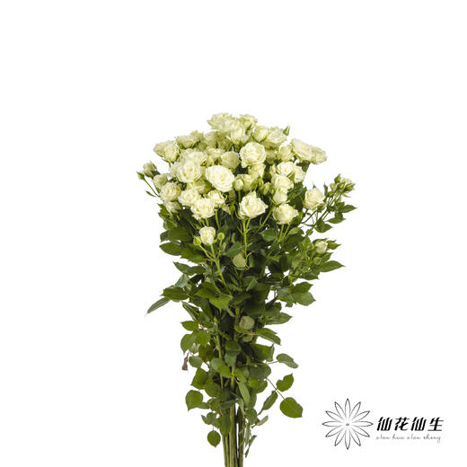 多头玫瑰 | 繁星 商品图8