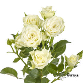 多头玫瑰 | 繁星