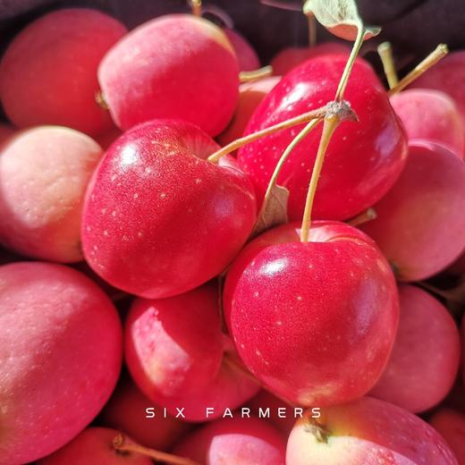 新疆伊犁香妃海棠果 3.5斤装 商品图5