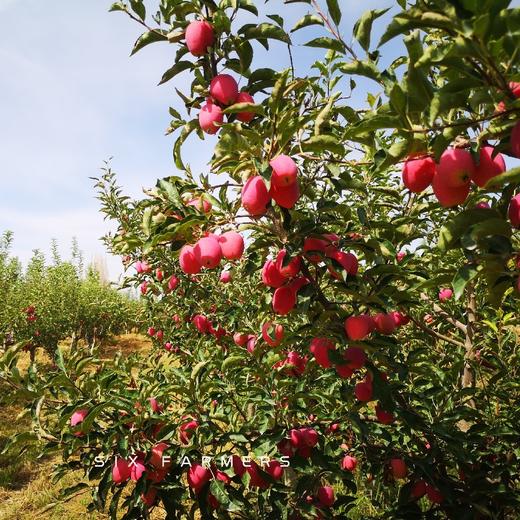 新疆伊犁香妃海棠果 3.5斤装 商品图13