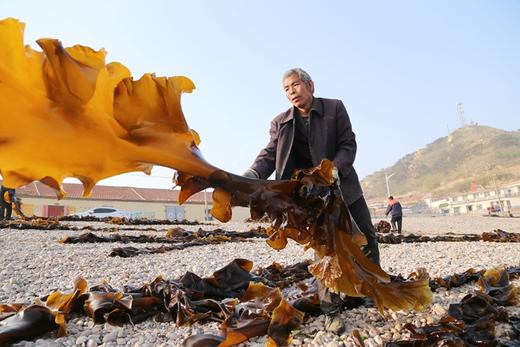 有机海带 40米深海自然成长的有机海带嫩芽和出口日本的深海海带 礼盒装 包邮 |百里食 商品图12
