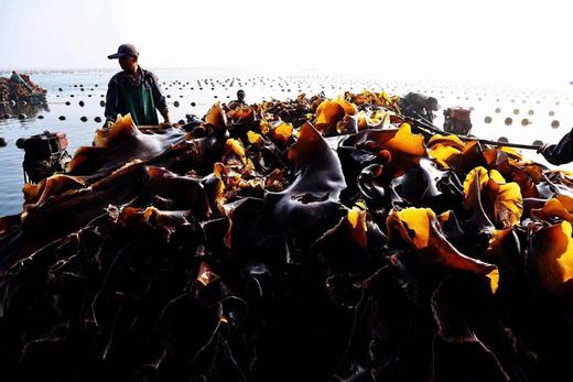 有机海带 40米深海自然成长的有机海带嫩芽和出口日本的深海海带 礼盒装 包邮 |百里食 商品图5