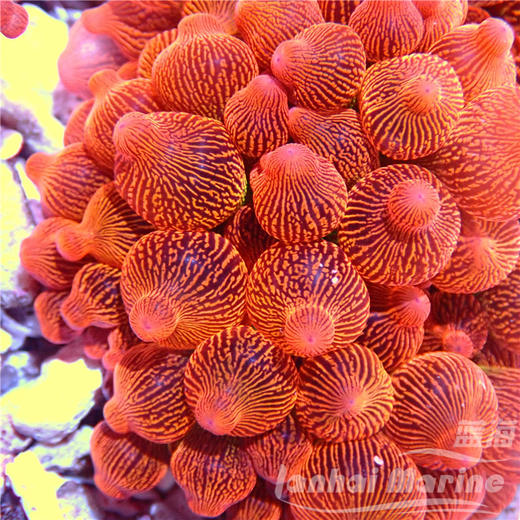 红奶嘴海葵-艳红 商品图4