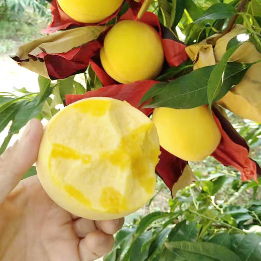 【陕西】西瑞黄桃10斤（脆甜不变软！） 商品图1