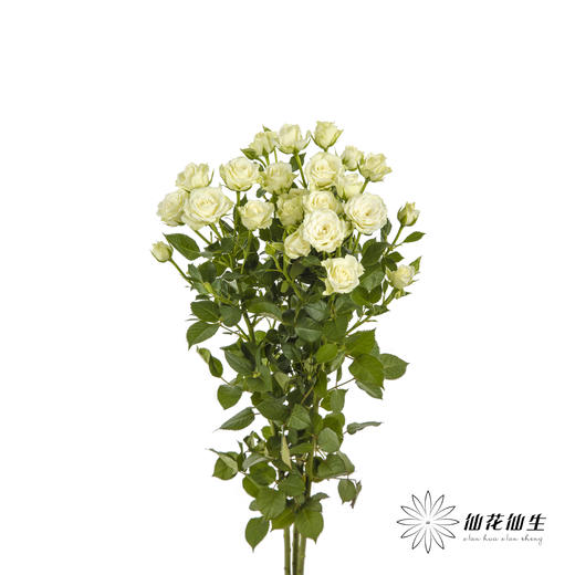 多头玫瑰 | 繁星 商品图5