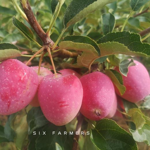 新疆伊犁香妃海棠果 3.5斤装 商品图7