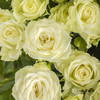 多头玫瑰 | 繁星 商品缩略图3