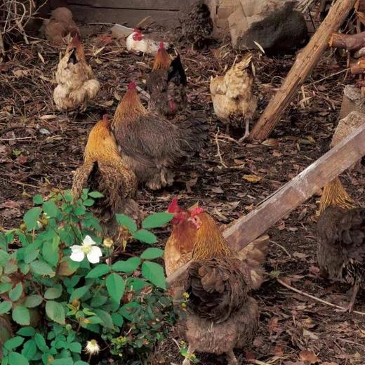 土鸡【预售一周后发货】云南山地散养2岁老母鸡2.3-2.6斤装 商品图4