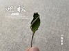 【家有好茶】竹香清新，药香沉郁，7年陈的散白茶2018迎秋清风徐来 商品缩略图5