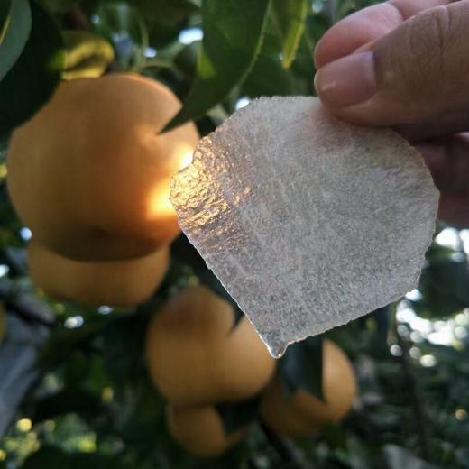 正宗山东秋月梨 肉脆多汁   4.5-7斤装 商品图2