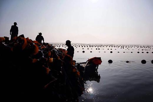 有机海带 40米深海自然成长的有机海带嫩芽和出口日本的深海海带 礼盒装 包邮 |百里食 商品图4
