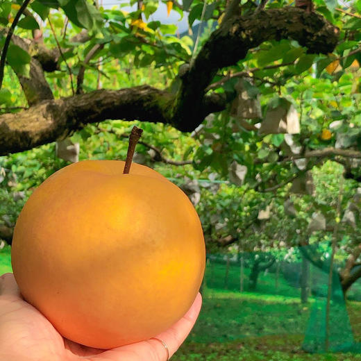 冰糖秋月梨（个头越大，品质越好），无药残生态种植，水分足，甜度高，脆甜无渣，果肉细腻。简易包装，韵达快递包邮（部分省份除外） 商品图3