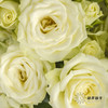 多头玫瑰 | 繁星 商品缩略图2