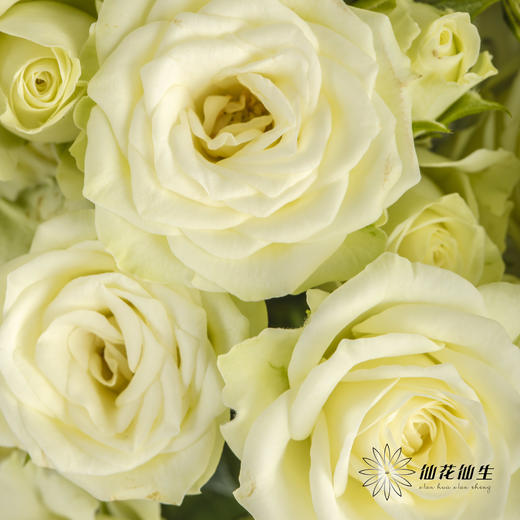 多头玫瑰 | 繁星 商品图2