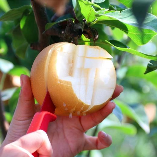 正宗山东秋月梨 肉脆多汁   4.5-7斤装 商品图4