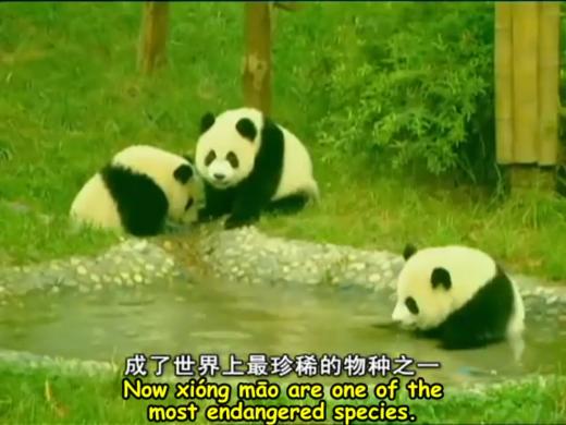 90 Giant panda  A Chinese symbol for... 商品图0