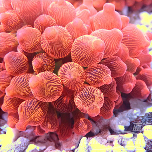 红奶嘴海葵-艳红 商品图5