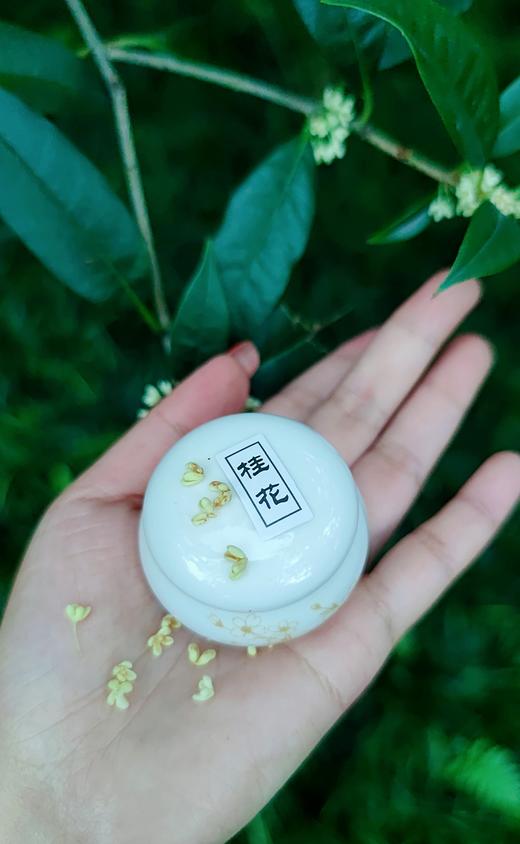 【纯妧手工坊】新品发布-纯手工精油香膏/留香/体香剂/驱蚊/栀子花/兰栀/桂花/百香果/蓝风铃/玫瑰/薰衣草/暮雨/邂逅 商品图11