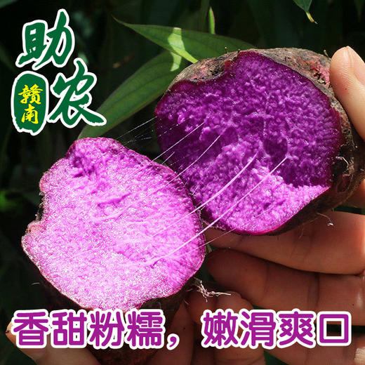 江西赣南紫山药5斤 商品图0