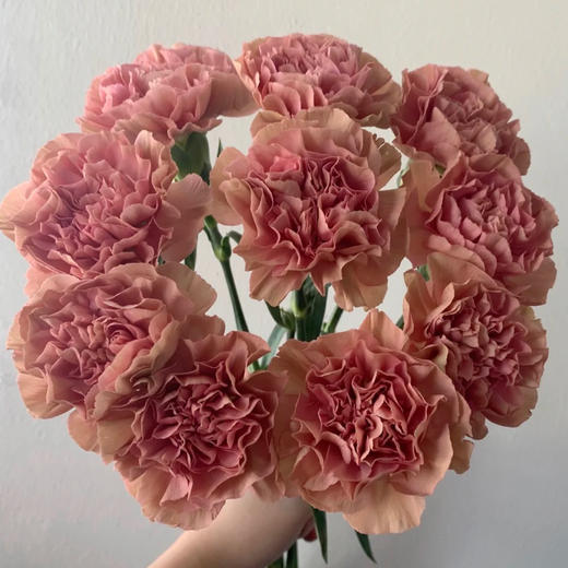 单头康乃馨DAN-古巴爱情-20支 商品图0