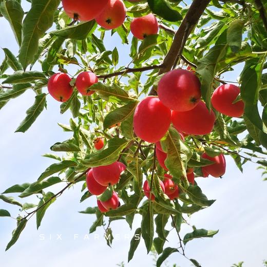 新疆伊犁香妃海棠果 3.5斤装 商品图3