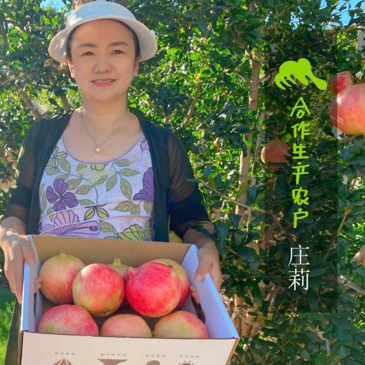生态软籽石榴 | 合作生产*Eco-Soft-seeded pomegranate | Coproduction 商品图0