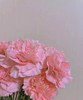 【国产康乃馨】理想粉（粉钻） 18-20支/扎 商品缩略图1