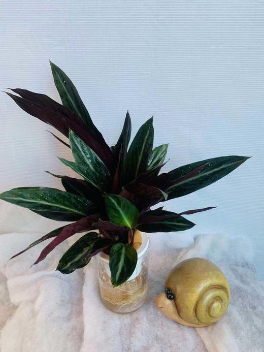 水培紫背竹芋 商品图1