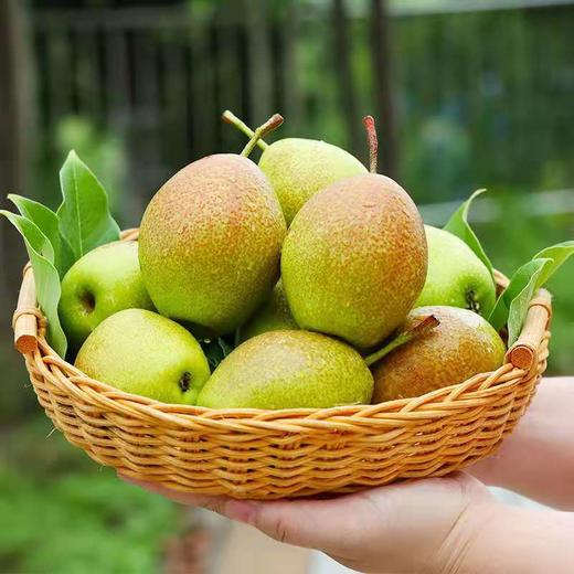 鲁山酥梨 商品图2