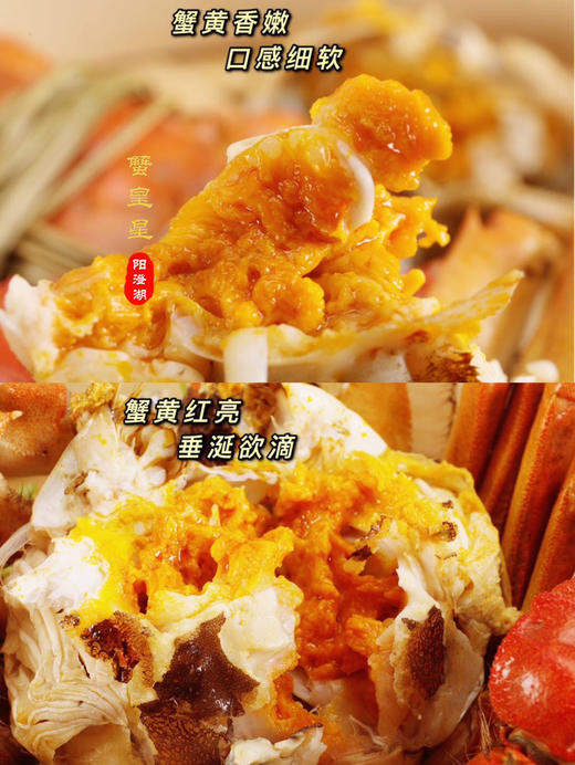 阳澄湖大闸蟹‘蟹皇星’ 蟹卡【下单请看细节说明】ZB 商品图3