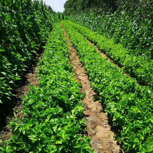 生态西芹 | 合作生产*Eco- celery | Coproducted 商品图3
