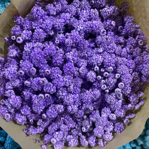 千万星--吸色·紫色 商品图1